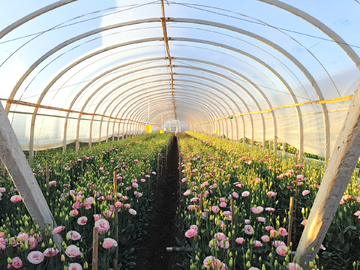 洋桔梗與蔬菜種植 技術(shù)與要點