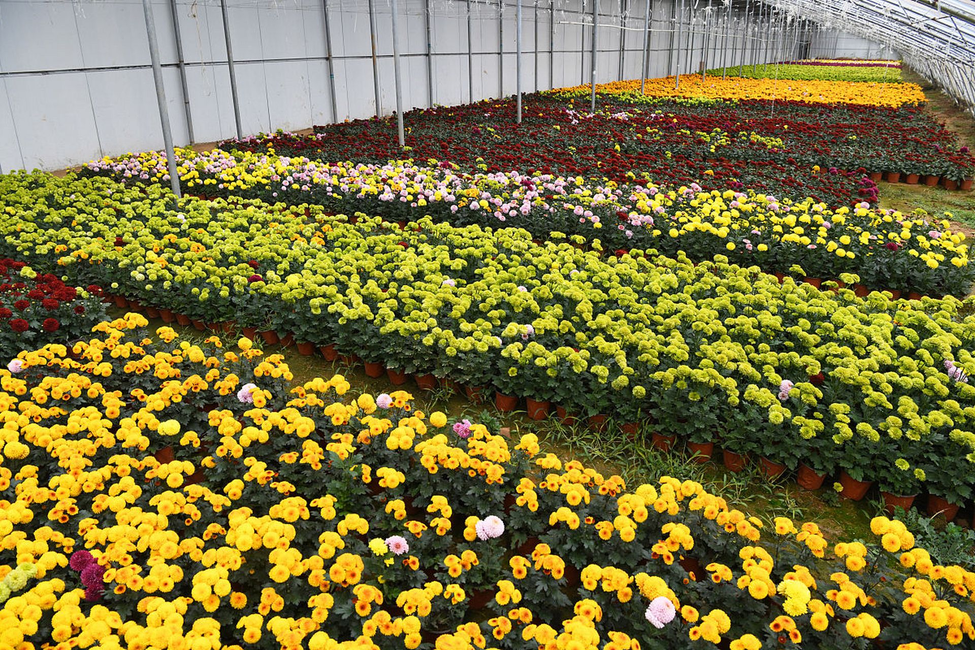 花卉與蔬菜種植技術(shù)的科學(xué)結(jié)合與實踐