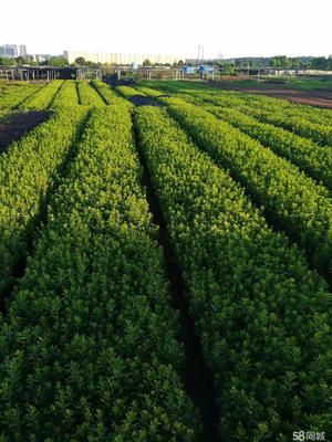 城市綠色生態(tài)服務(wù)全覽