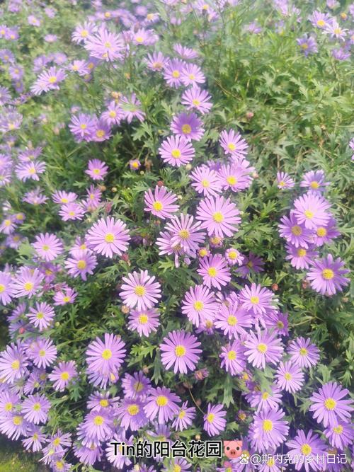 花卉與蔬菜并茂 一次現(xiàn)代農(nóng)業(yè)基地的參觀啟示