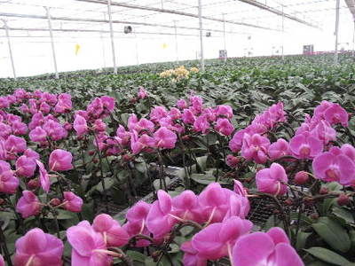 轉(zhuǎn)型跨越看山西——蔬菜種植的破局與新生