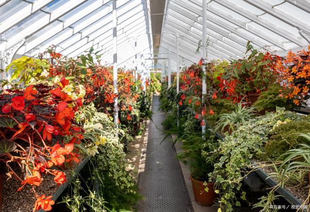 花卉大棚采暖 保障花卉品質(zhì)與產(chǎn)量的關(guān)鍵技術(shù)