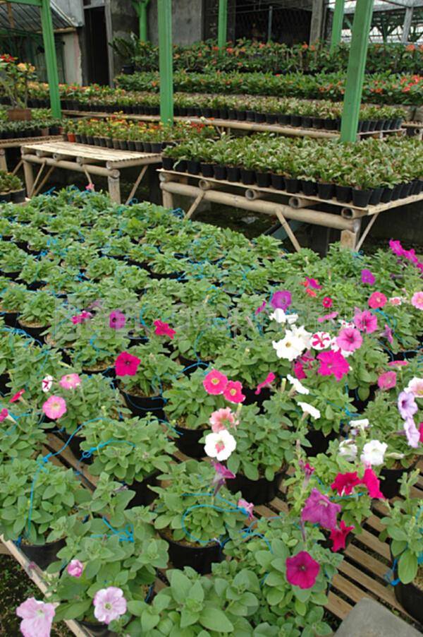 花卉與蔬菜種植園 生態(tài)農(nóng)業(yè)的雙重魅力