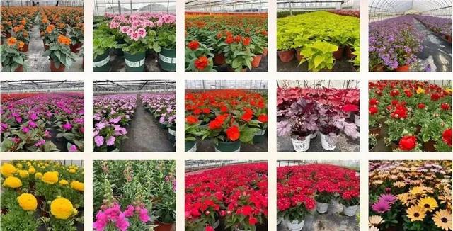 2022年國家農民合作社示范社名單揭曉，青浦蔬菜種植合作社成功入選